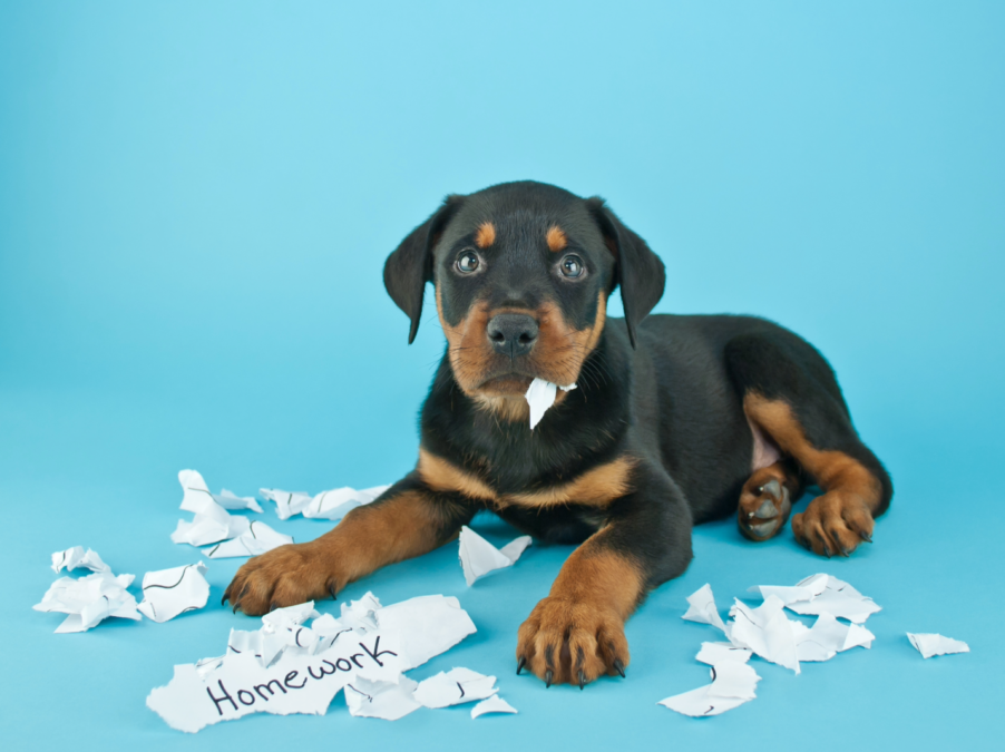 Too Many Dogs Are Eating Too Much Homework